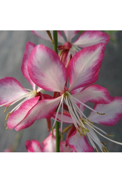 Квітка гаури ’Розі Джейн’ крупним планом